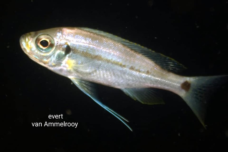 Haplotaxodon trifasciatus 'Kigoma'